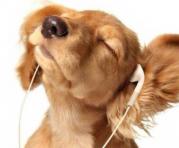 La música puede ayudar a relajar a los animales en situaciones estresantes como tormentas eléctricas o visitas al doctor. Foto: Ingimage