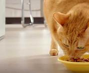 Los felinos necesitan una atención especial sobre su dieta para evitar sobrepeso y falencias en su nutrición. Las proteínas son la base de su comida. Foto:  Ingimage